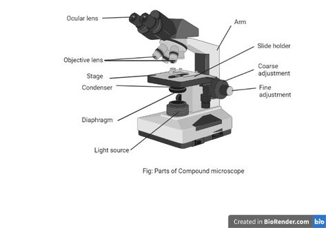 Parts of a Microscope with Their Functions • Microbe Online Parts Of A Microscope, Microbiology Laboratory, Blackout Poetry Art, Biology Ideas, Compound Microscope, Optical Microscope, Microscope Parts, Body Tube, Magnified Images