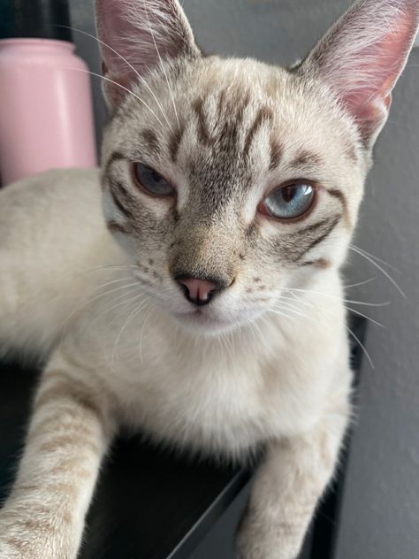 White cat with brown stripes and blue eyes looks at camera with one eye squinted. Grey Striped Cat, White Tiger Blue Eyes, Blue Eyed Orange Cat, Tiger Striped Cat, Orange Cat With Brown Eyes, Striped Cat, Angry Cat, Blue Tigers, White Tiger