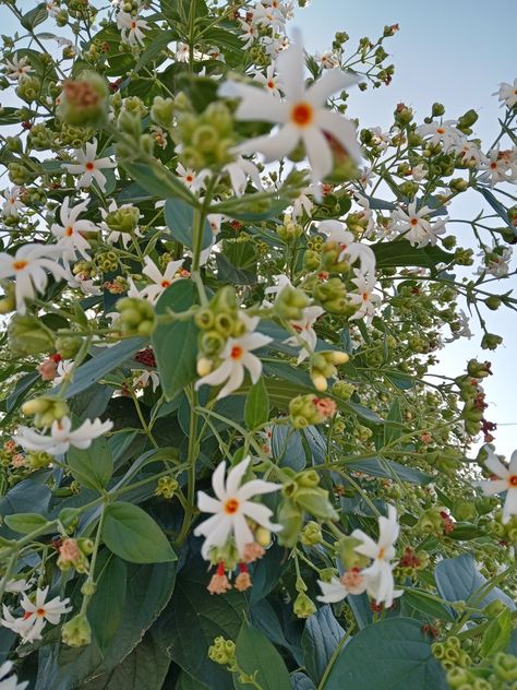 Food Forest Garden, Jasmine Plant, Nature Photography Flowers, Beautiful Flowers Images, Flowers Photography Wallpaper, Cute Backgrounds For Phones, Nothing But Flowers, Wallpaper Nature Flowers, Beautiful Flowers Wallpapers