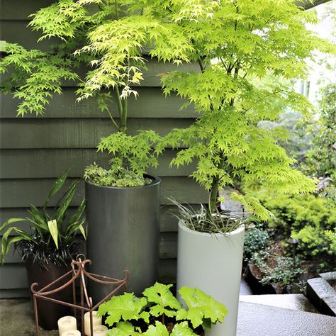 Understory Plants, City Gardens, Small Japanese Garden, Narrow Garden, White Birch Trees, Japanese Maple Tree, Specimen Trees, Fine Gardening, Garden Deco