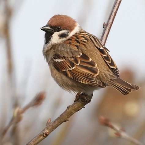 Sparrow Bird Photography, Birds Sparrow, Sparrow Pictures, Eurasian Tree Sparrow, Fluffy Bird, Bird In A Tree, Bird Sparrow, Tree Sparrow, Sparrow Photography