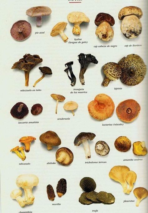 Edible Wild Mushrooms, Mushroom Varieties, Mushroom Images, Edible Mushrooms, Mushroom Hunting, Organic Protein, Mushroom Fungi, Human Food, Wild Food