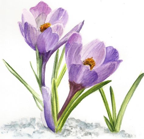 Watercolor Crocus Flowers, Crocus Watercolor Paintings, Watercolor Crocus, Free Watercolor Flowers, Crocus Flowers, Flower Drawing Tutorials, Crocus Flower, Paint Watercolor, Daisy Painting