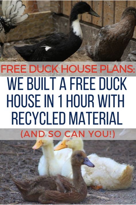 Build a frame chicken tractors and a duck shelter for winter with these plans! Indoor duck cage idea too! Duck Cage Diy, Duck Shelter For Winter, Indoor Duck Pen, How To Build A Duck House, Duck House Ideas Diy, Goose Shelter Ideas, Duck Coop Winter, Duck Cage Ideas, Easy Duck House