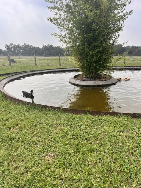 Austin Backyard Poultry | I had to build a separate enclosure for my ducks due to a rooster being rude, and now we need more ducks | Facebook Austin Backyard, Duck Housing, Duck Enclosure, Runner Ducks, Duck House, Backyard Poultry, Garden Venue, Eco Living, Farm Life