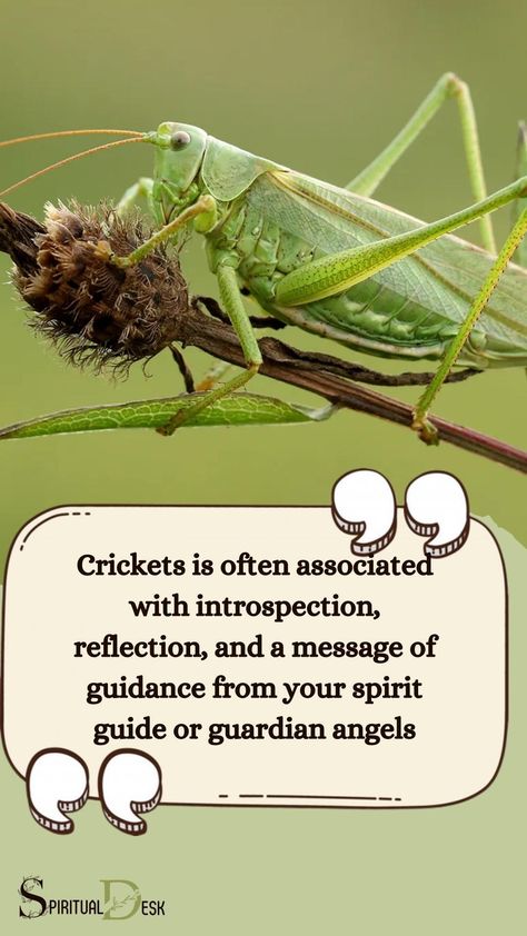 The spiritual meaning of hearing crickets is often associated with introspection, reflection, and a message of guidance from your spirit guide or guardian angels. Crickets symbolism is seen as a sign of good luck, protection, and a reminder to trust your intuition. #crickets #sounds #hear #trust #protection #luck #goodluck Bugs Spiritual Meaning, Spiritual Meaning Of Crickets, Fly Meaning Spiritual, Dragonfly Spirit Animal Meaning, Frog Meaning Spiritual, Cricket Symbolism, Symbolic Representation, Angel Guidance, Inner Voice