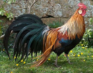 Bantam Chicken Breeds, Rooster Breeds, Best Egg Laying Chickens, Bantam Chickens, Game Fowl, Fancy Chickens, Beautiful Chickens, Pets Drawing, Chickens And Roosters