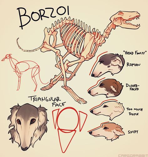 Borzoi Study, Lauren Brase on ArtStation at https://www.artstation.com/artwork/Akmge Animal Skeleton, Animal Study, Canine Art, Creature Concept Art, Animal Sketches, Arte Fantasy, Anatomy Art, Art Poses, Art Tutorials Drawing