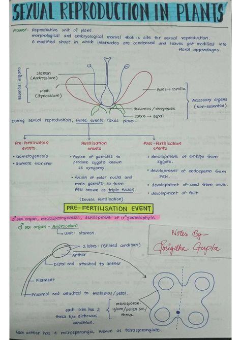 Sexual Reproduction in Flowering Plants - Biology Short Notes 📚 Human Reproduction Notes Class 12, Anatomy Of Flowering Plants Notes, Reproduction In Flowering Plants Notes, Human Reproduction Notes, Class 12 Biology Notes, Reproduction Notes, Anatomy Of Flowering Plants, Reproduction In Plants, Eye Diagram