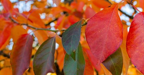 Black Gum Tree, Song For Her, Tupelo Tree, Gum Trees, Sweet Gum, Gum Tree, Street Trees, Black Gums, Growing Tree