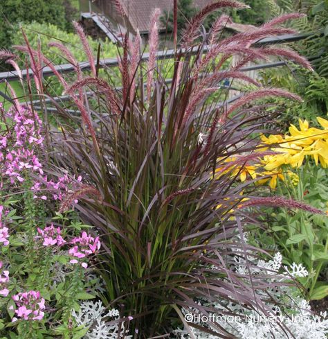 Pennisetum Alopecuroides Hameln, Pennisetum Setaceum, Artificial Garden Plants, Tattoo Plant, Artificial Plants Indoor, Fountain Grass, Artificial Plants Outdoor, Winter Plants, Easy Care Plants