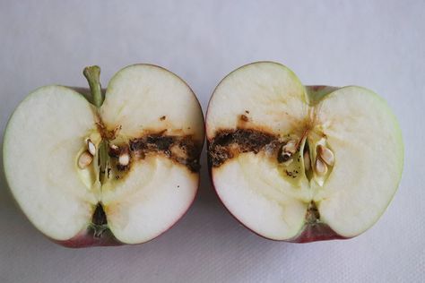 How to Prevent and Get Rid of Codling Moths in Your Garden Maine Gardening, Codling Moth, Hard Apple Cider, Flowering Quince, Growing Fruit Trees, Coastal Maine, Insecticidal Soap, Walnut Tree, Apple Trees