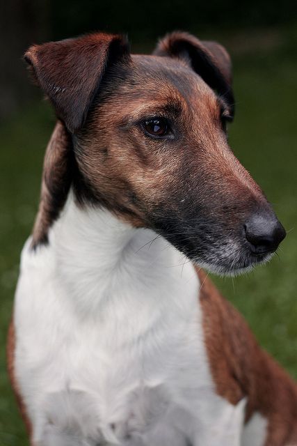 Smooth Fox Terrier Smooth Fox Terriers, Terrier Breeds, Fox Terriers, Wire Fox Terrier, Rat Terriers, Jack Russel, Purebred Dogs, Fox Terrier, Terrier Dogs