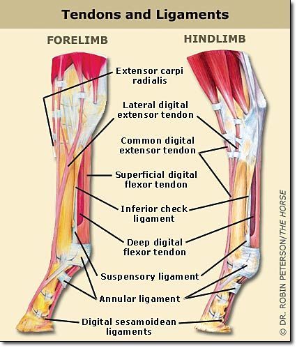 Equine anatomy - tendons & ligaments/ another great hoof website -   http://www.horses-arizona.com/pages/articles/footcare.html Equine Anatomy, Equine Massage, Equine Care, Horse Information, Vet Medicine, Horse Facts, Equine Therapy, Horse Info, Horse Anatomy