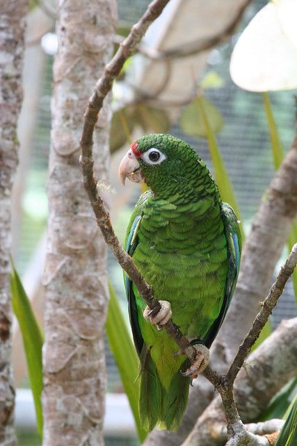 Puerto Rican Parrot, Puerto Rican Pernil, Puerto Rican Sofrito, Talk Like A Pirate Day, El Yunque National Forest, Puerto Rican Cuisine, Puerto Rican Dishes, Talk Like A Pirate, Puerto Rico History