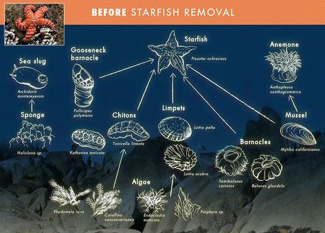 Keystone Species Sampler: Purple Sea Star Sea Animal Chart, Gooseneck Barnacles, Aquatic Animals Chart, Types Of Starfish, Sea Turtle Infographic, Biology Interactive Notebook, Starfish Species, Keystone Species, Animal Adaptations