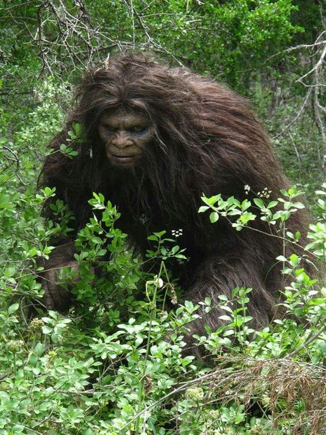 Bigfoot Footage, Bigfoot Movies, Big Gorilla, Mafia Quote, Bigfoot Pictures, Yeti Bigfoot, Pie Grande, Stay Quiet, Bigfoot Art