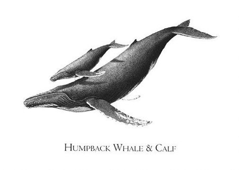 humpback whale & calf scientific illustration                                                                                                                                                                                 More Humpback Whale Drawing, Humpback Whale Tattoo, Ocean Sleeve, Orca Tattoo, Whale Tattoo, Whale Drawing, White Things, Whale Illustration, Whale Tattoos