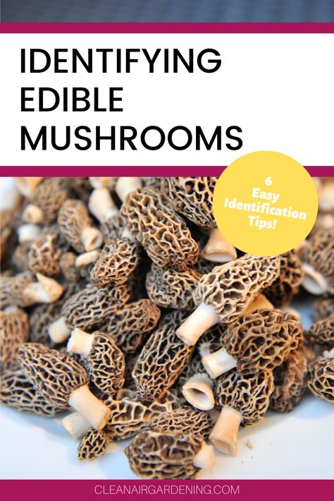 Growing Morel Mushrooms, Moral Mushrooms, Morel Mushroom Hunting, Edible Wild Mushrooms, Growing Mushrooms At Home, Mushroom Identification, Homestead Kitchen, Morel Mushrooms, Wild Food Foraging