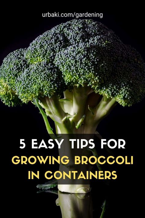 Grow broccoli in containers easily with these 5 tips you'll find in this short video tutorial, and you'll soon be harvesting a crop of broccoli in your garden in no time. Container gardening isn't limited to small vegetables, even a large vegetable plant like broccoli can be grown in a pot on a balcony or patio. #urbakigardening #gardening #broccoli #growbroccoli #broccoliincontainer #vegetables #growvegetables #vegetablescontainers Broccoli Growing, Grow Broccoli, Growing Broccoli, Garden Watering System, How To Grow Vegetables, Bucket Gardening, Plant Tips, Watering System, Garden Watering