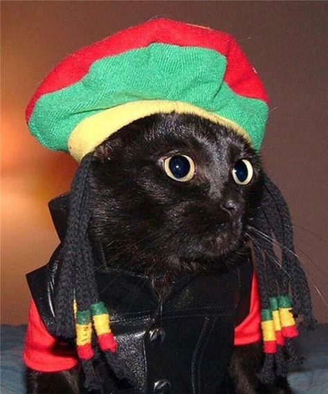 Rasta cat was the manager of the Jamaican Bobsled Team, but was soon fired following a failed drug test. Cat Halloween Costumes, Cute Cat Costumes, Animals In Costumes, Cats In Costumes, Cats In Clothes, Cat Dressed Up, Cats In Hats, Cat Halloween Costume, Halloween Cats