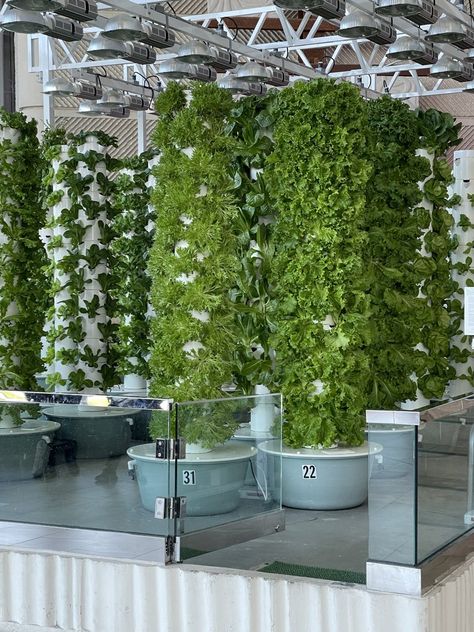 Aeroponic System, Vertical Farm, Indoor Farming, Presentation Board Design, Hydroponic Farming, Farming System, Aquaponic Gardening, Vertical Farming, Green Farm