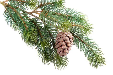 Oil Image, Fir Cones, Pine Branch, Leaf Background, Botanical Painting, White Image, Pine Cone, Pyrography, Pine Cones