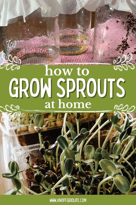 Microgreens In A Jar, Sprouts In A Jar, How To Grow Sprouts, Grow Sprouts, How To Grow Microgreens, Growing Beans, Radish Sprouts, Grow Microgreens, Growing Food Indoors