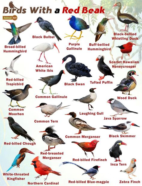 Red Beaked Birds – Facts, List, Pictures Birds Species, Names Of Birds, Pig Breeds, Bird Breeds, Birding Journal, Types Of Birds, Bird Facts, Adventure Quest, Birds Of Australia