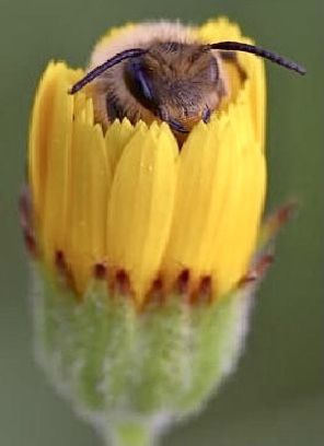 Cute Bee Pictures, Bee Close Up, Bee Reference, Bumblebee Photo, Foto Macro, Bee Photography, I Love Bees, Bee Photo, Bumble Bees