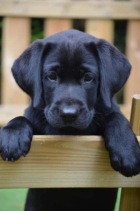 Labrador Black Puppy, English Black Lab, Labrador Nero, Labrador Retriever Black, Cute Labrador Puppies, Black Labrador Puppy, Chocolate Lab Puppies, Black Labrador Dog, Very Cute Puppies