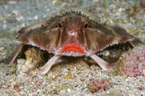 Red-lipped Batfish Red Lipped Batfish, Deep Sea Animals, Deep Sea Creatures, Incredible Creatures, Creature Feature, Marine Animals, Weird Animals, Underwater World, Sea Animals