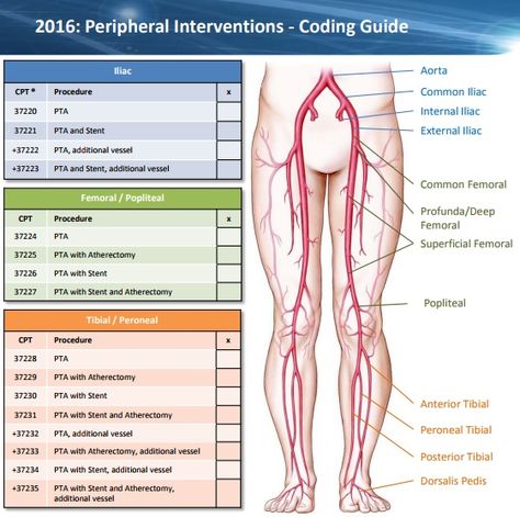 Cheat sheet for lower extremity revasculatization. IVR interventional radiology, stent, angioplasty, atherectomy Radiology Cheat Sheets, Interventional Radiology Technologist, Interventional Radiology Nurse, Icd 10 Coding Cheat Sheet, Medical Billing And Coding Cheat Sheets, Medical Coding Cheat Sheet, Nursing School Pharmacology, Cardiac Cath, Diagnostic Medical Sonography Student