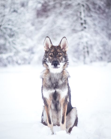 Tamaskan Dog, Howling Dog, Wolf Stuff, Clothes Jewelry, Wolf Dog, The Wolf, Dog Breeds, Best Gifts, Gifts