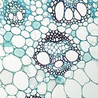 Human Cells Microscope, Skin Cells Microscope, Stem Cells Art, Cells Textiles, Cells Aesthetic, Cell Aesthetic, Cells Drawing, Stem Aesthetic, Cells Art