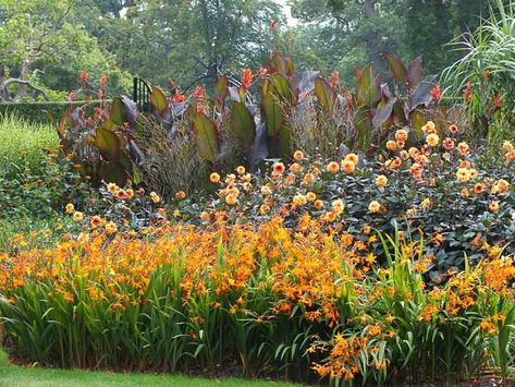 A Brilliant Summer Border Idea with Crocosmia, Dahlia and Canna Lilies Royal Landscape, Shrub Border, Tiki Garden, Crocosmia Lucifer, Summer Flowering Bulbs, Canna Lily, Hummingbird Garden, Garden Shrubs, Mediterranean Garden