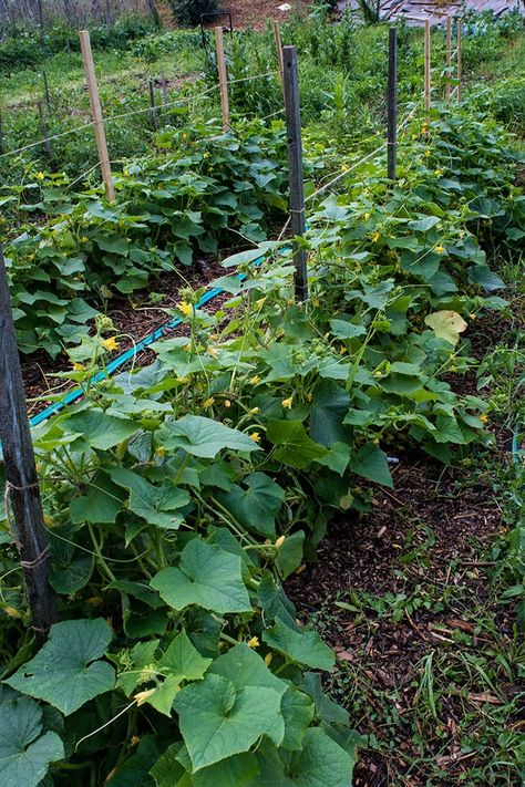 Cucumber Garden Ideas, When To Plant Cucumbers, Cucumber Garden, How To Grow Cucumbers, Cucumber Seedlings, Cucumber Plants, Grow Cucumbers, Cucumber Gardening, Cucumber Varieties