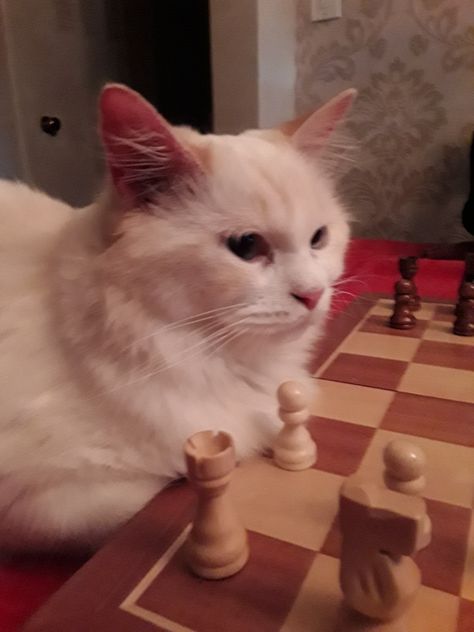 Cat Playing Chess, Couple Wallpaper Relationships, One Piece Wallpaper Iphone, Dr House, Couple Wallpaper, Like Animals, My Side, Cat Playing, White Cat