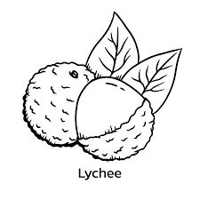 Free Printable Litchi Coloring Pages Lychee Vector, Gelato Logo, Don't Touch My Phone Wallpapers Cute, Litchi Fruit, Colour Craft, Basic Sketching, Fruit Clipart, Hair Clipart, Chart Ideas