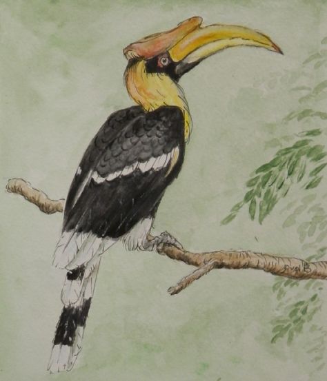 Hornbill Drawing Sketch, Hornbill Painting, Hornbill Drawing, Hornbill Illustration, Great Hornbill, Diy Watercolor Painting, Paleo Art, Diy Watercolor, Art Drawings Sketches Creative