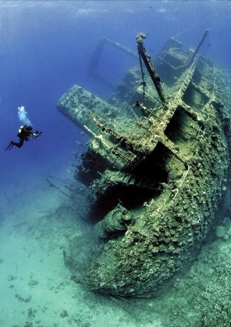 Under Water Castle, Marine Archeology, Sally The Salmon, Shipwreck Underwater, Unsettling Pictures, Abandoned Underwater, Underwater Archaeology, Old Apple Logo, Fish Museum