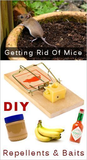 Homemade Mouse Repellents & Baits: {DIY Recipes & Tips} Rodent Repellent, Mice Repellent, Getting Rid Of Mice, 9 Lives, Diy Pest Control, Flea Prevention, Bug Control, Natural Pest Control, Mouse Traps