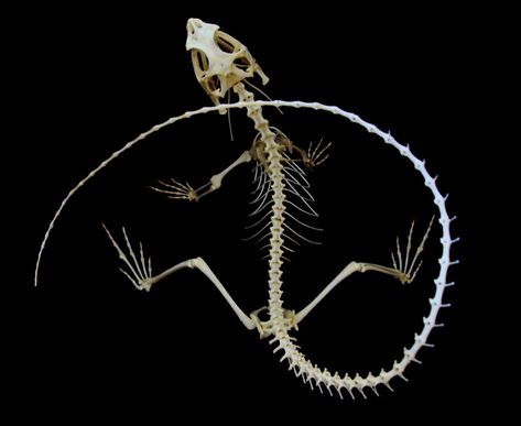 Skeletal Animals, Lizard Reference, Lizard Skeleton, Skeleton Reference, Frilled Lizard, Animal Skeleton, Skeleton Tattoo, Bones Brigade, Wet Specimen