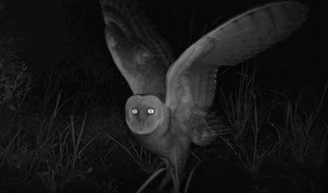 Its ghostly white underside, its blood curdling call, and its eerie, silent flight have propelled the barn owl into the stuff of legend. #appalachia #appalachianfolklore Owl Demon, Scary Owl, Ghost Owl, Eastern Screech Owl, Owl Species, Old Warrior, Saw Whet Owl, Short Eared Owl, Long Eared Owl