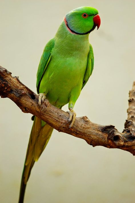 Green Parrot Bird, Parakeet Art, Ring Necked Parakeet, Australian Parrots, Birds Photography Nature, Green Parrot, Parrots Art, Sunflower Pictures, Funny Parrots