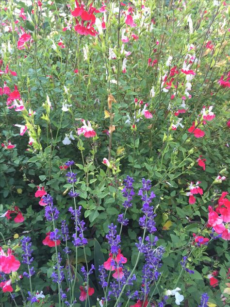 Lavender and Salvia 'hot lips' Lavender Landscaping, Hot Lips Salvia, Salvia Garden, Plant Pairings, Autumn Sage, Junk Garden, Hummingbird Plants, African Plants, Front Garden Landscape