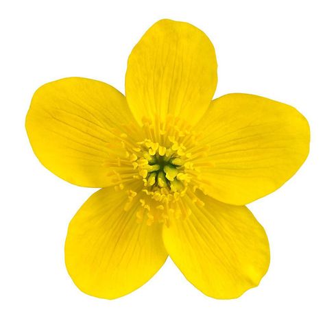 What Does A Buttercup Flower Look Like? 10+ Popular Types Persian Buttercup, Marsh Marigold, Beautiful Yellow Flowers, Buttercup Flower, Yellow Blossom, Marigold Yellow, Flower Names, Soil Improvement, Flowers Perennials