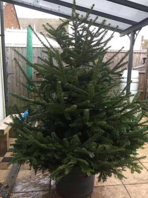 Real Nordman Fir Christmas Tree #christmastree #realxmastree #nordmanfirchristmastree Nordmann Fir Christmas Tree, Fir Christmas Tree, Christmas Tree, Plants, Christmas