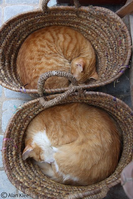 Cat In Basket, Chat Kawaii, Two Cats, Orange Cats, Cat Box, Orange Tabby, Cat Boarding, Cat Sleeping, Ginger Cats