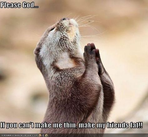 I'm begging you ;) ... funny but rude Funny Prayers, Mortgage Humor, Real Estate Humor, Sea Otter, Chuck Norris, Dear God, An Animal, Public Relations, Otters